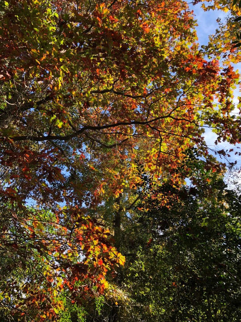 A822D3C1-8CD4-4706-A66D-AF658794C002