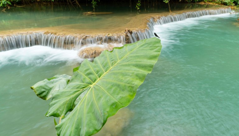 David BeckLaung PrabangDSC02377