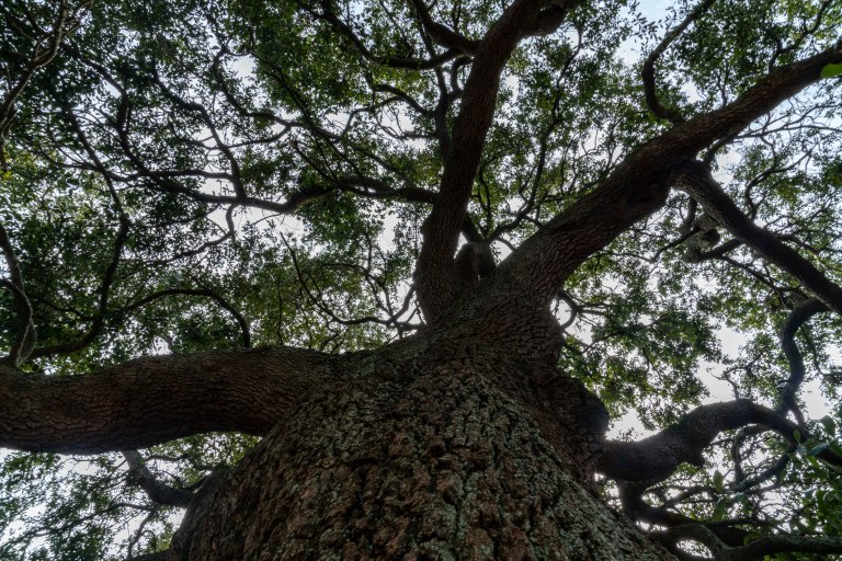 david beckcharlestondsc02770