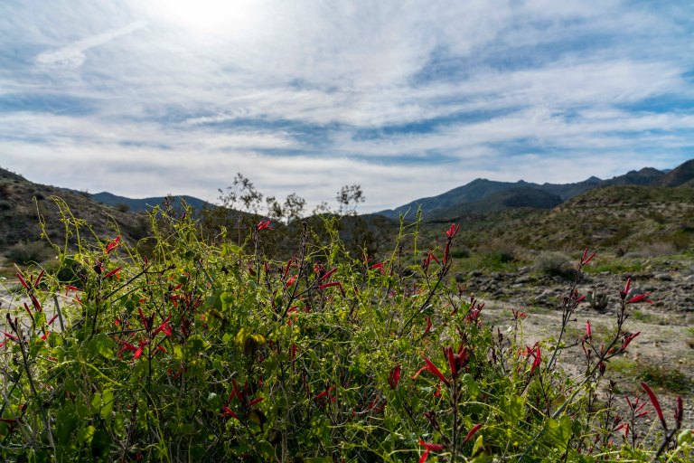 David BeckPalm DesertDSC02926