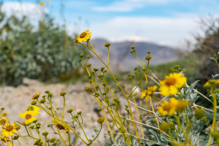 David BeckPalm DesertDSC02943