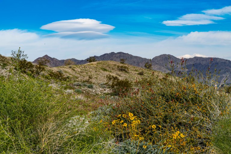 David BeckPalm DesertDSC02947_1