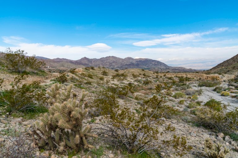 David BeckPalm DesertDSC02953