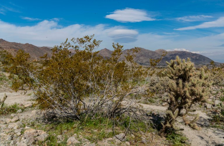 David BeckPalm DesertDSC02979