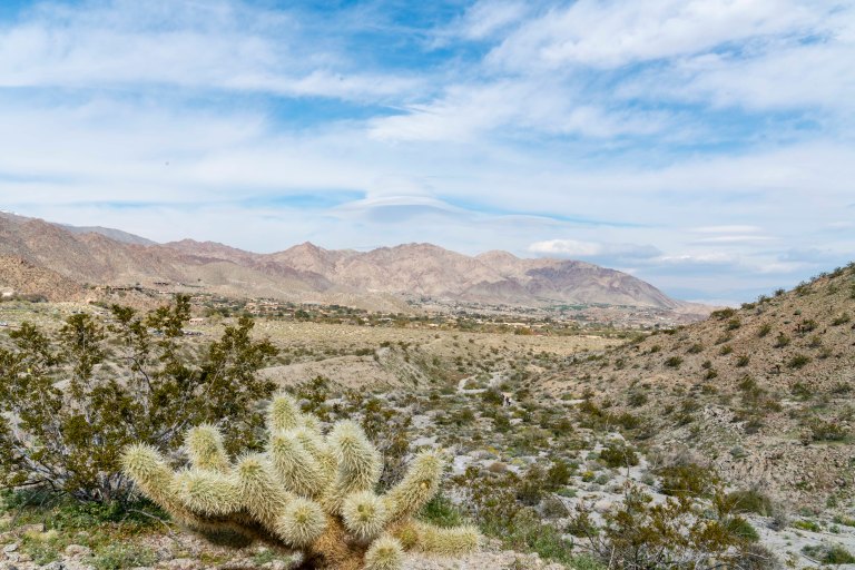 David BeckPalm DesertDSC03032