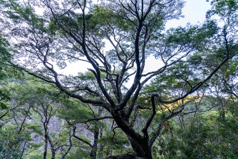 David BeckChileDSC03445