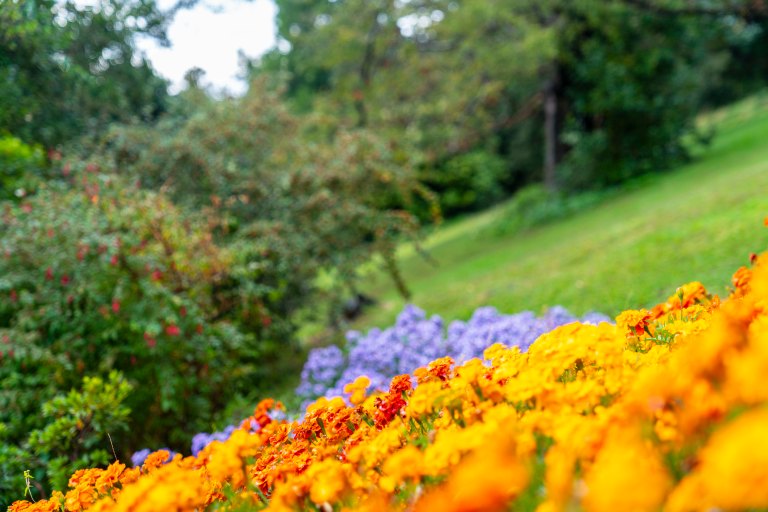 David BeckPalm DesertDSC03103