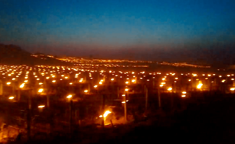 burgundy-vineyards-aflame.41.52 AM