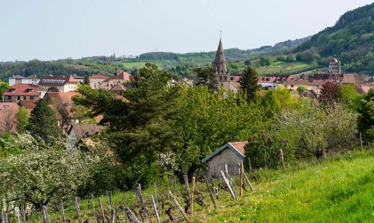 David BeckArboisDSC04334