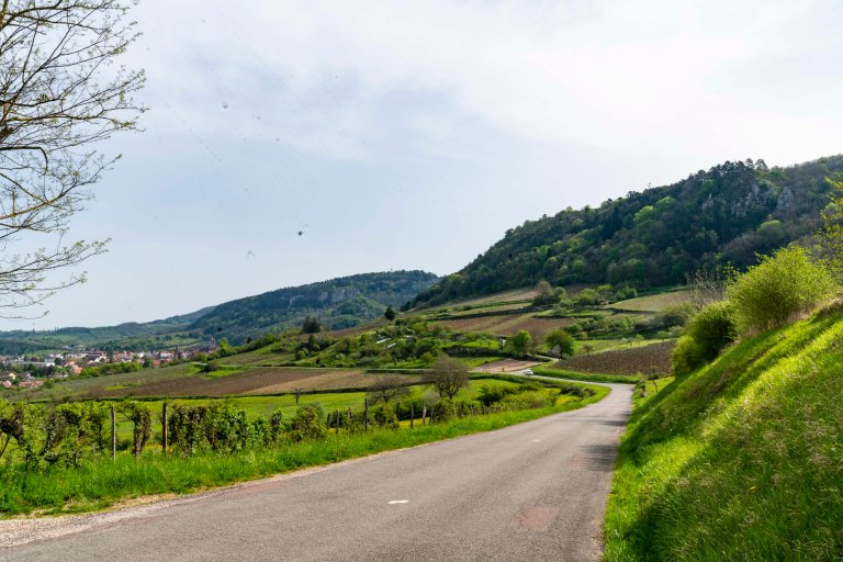 David BeckArboisDSC04343