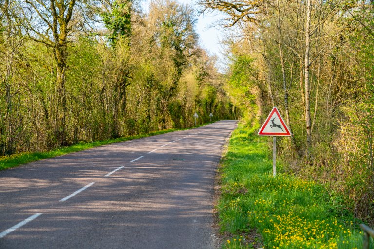 David BeckBeauneDSC04032