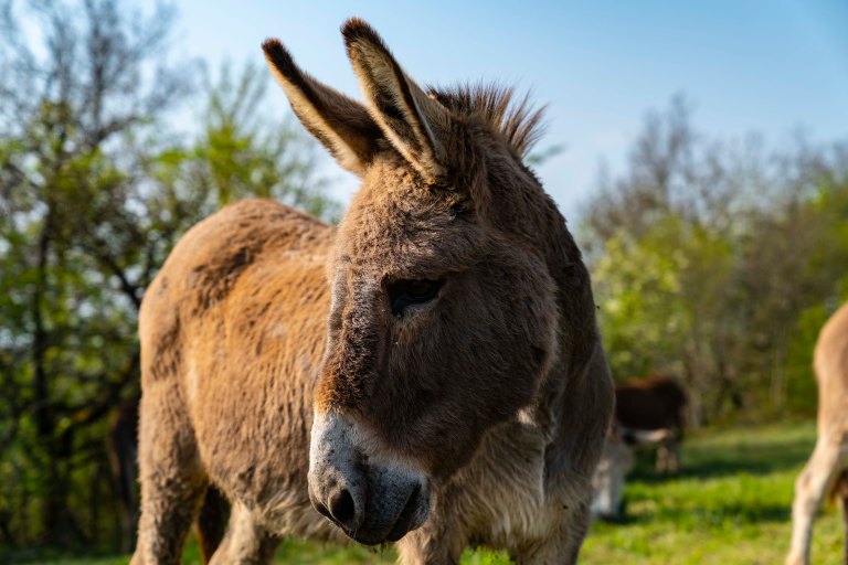 David BeckBeauneDSC04040