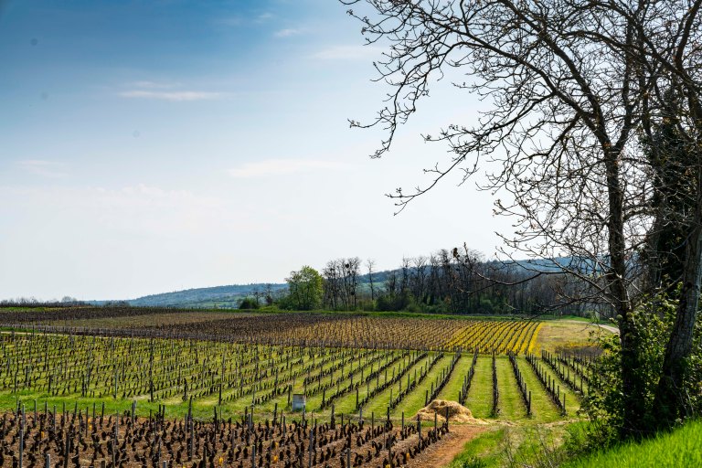 David BeckBeauneDSC04102