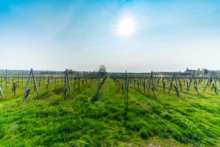 David BeckColmarDSC03487