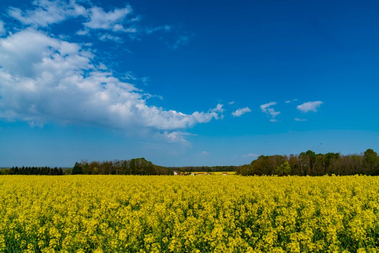 David BeckDoleDSC04177