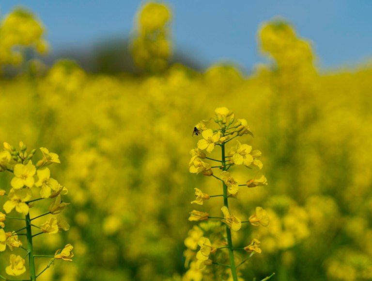 David BeckDoleDSC04180