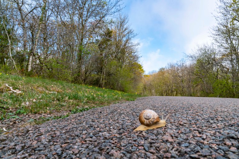 David BeckNuits-Saint-GeorgeDSC03921