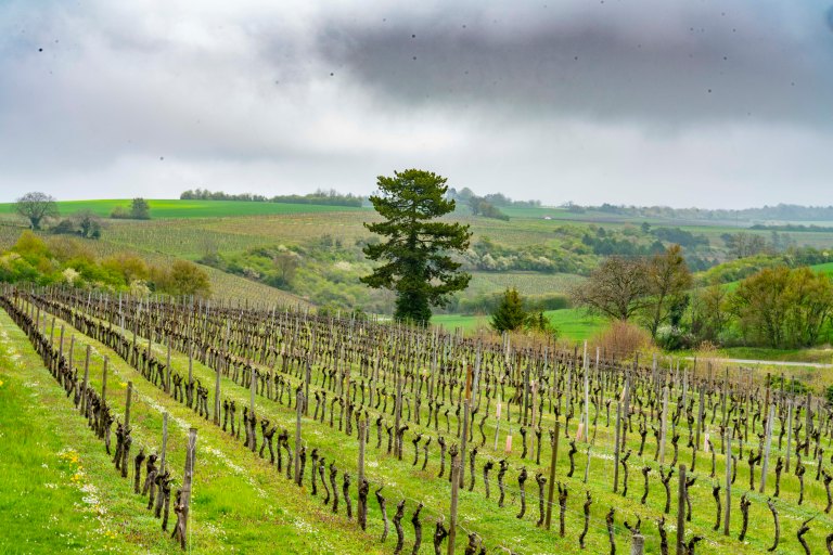 David BeckNuits-Saint-GeorgeDSC03924