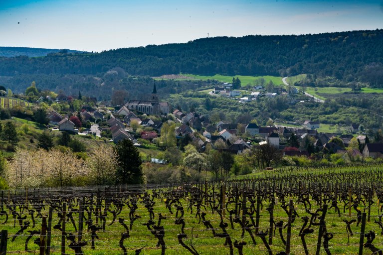 David BeckNuits-Saint-GeorgeDSC03977