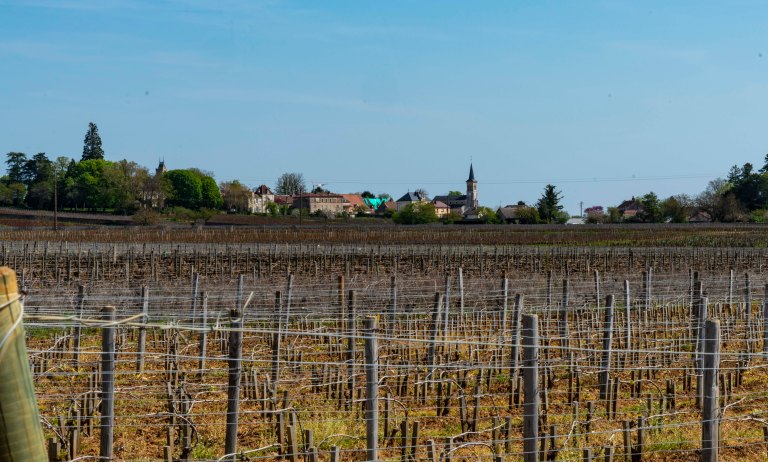 David BeckNuits-Saint-GeorgeDSC03995