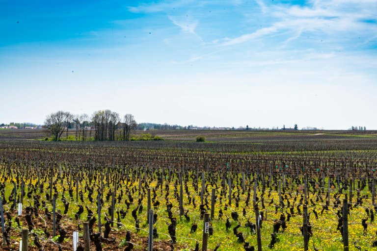 David BeckNuits-Saint-GeorgeDSC03996