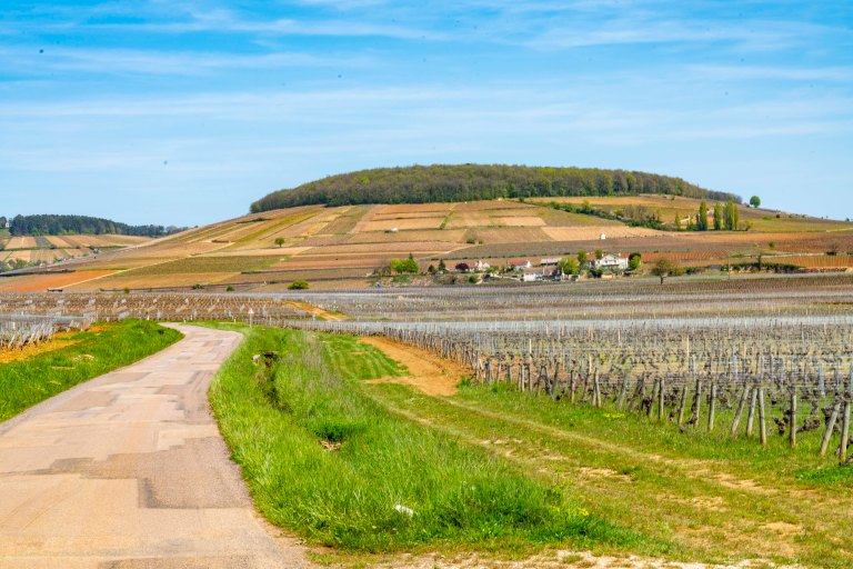 David BeckNuits-Saint-GeorgeDSC03997