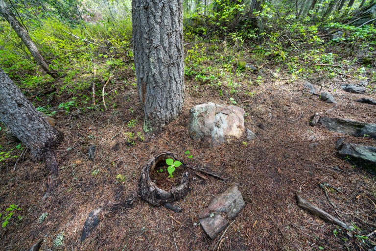 David BeckMcCallDSC04947_1