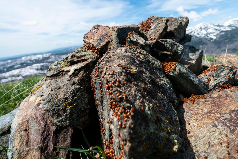 David BeckMcCallDSC05311