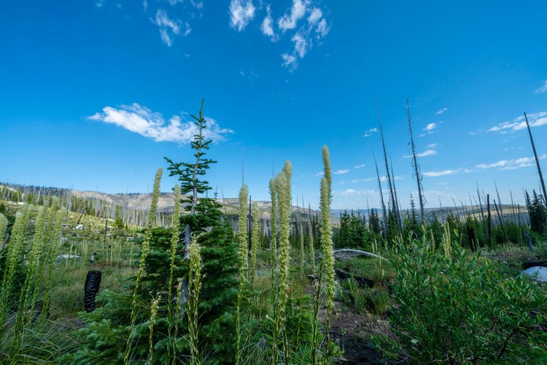 David BeckMcCallDSC06632