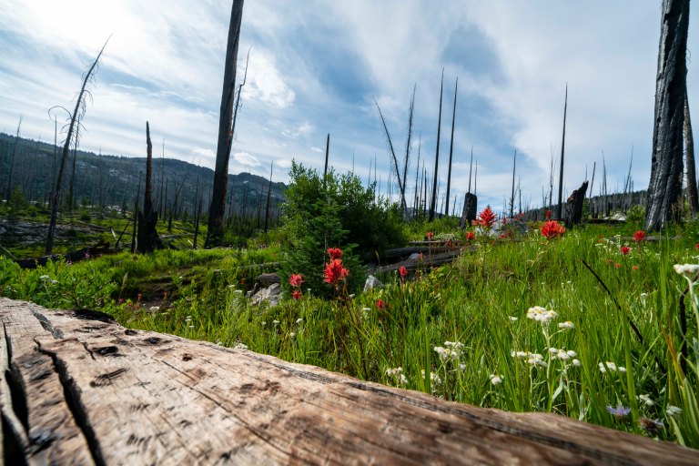 David BeckMcCallDSC06775