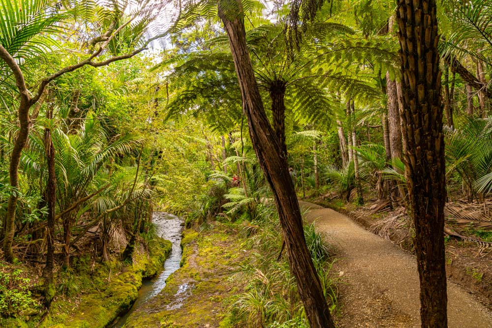 Waitakere Ranges Hike Waitakere Ranges Regional Park and Piha Beach, New Zealand