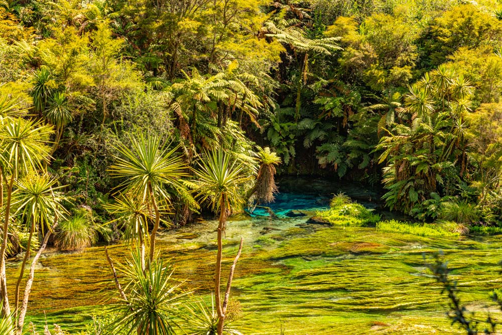 Blue Spring Putaruru and Lake Rotorua, New Zealand